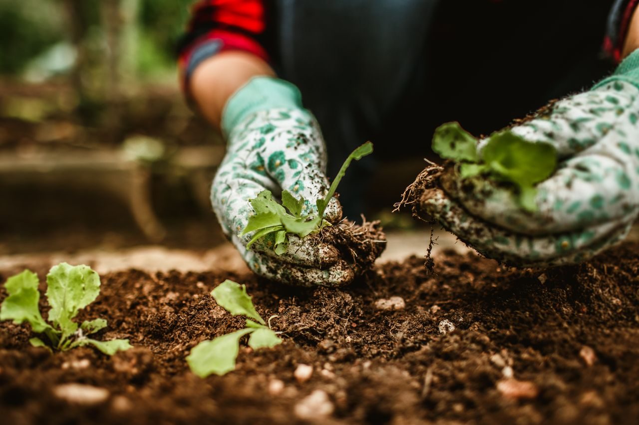 Handen planten jonge planten in de tuingrond
