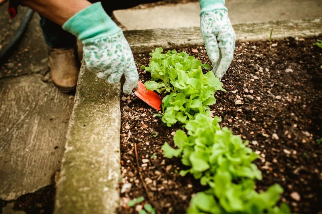 Een tuinier verzorgt groene planten in een moestuinbed