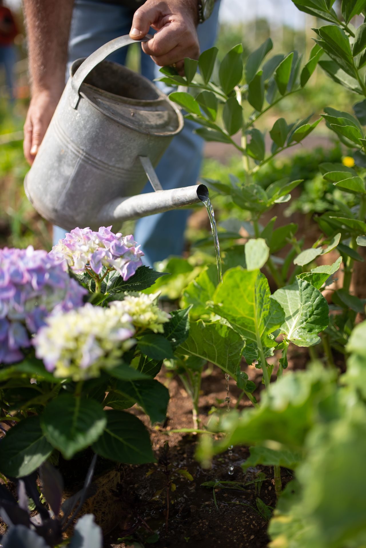 Planten in een bloeiende tuin water geven met een gieter