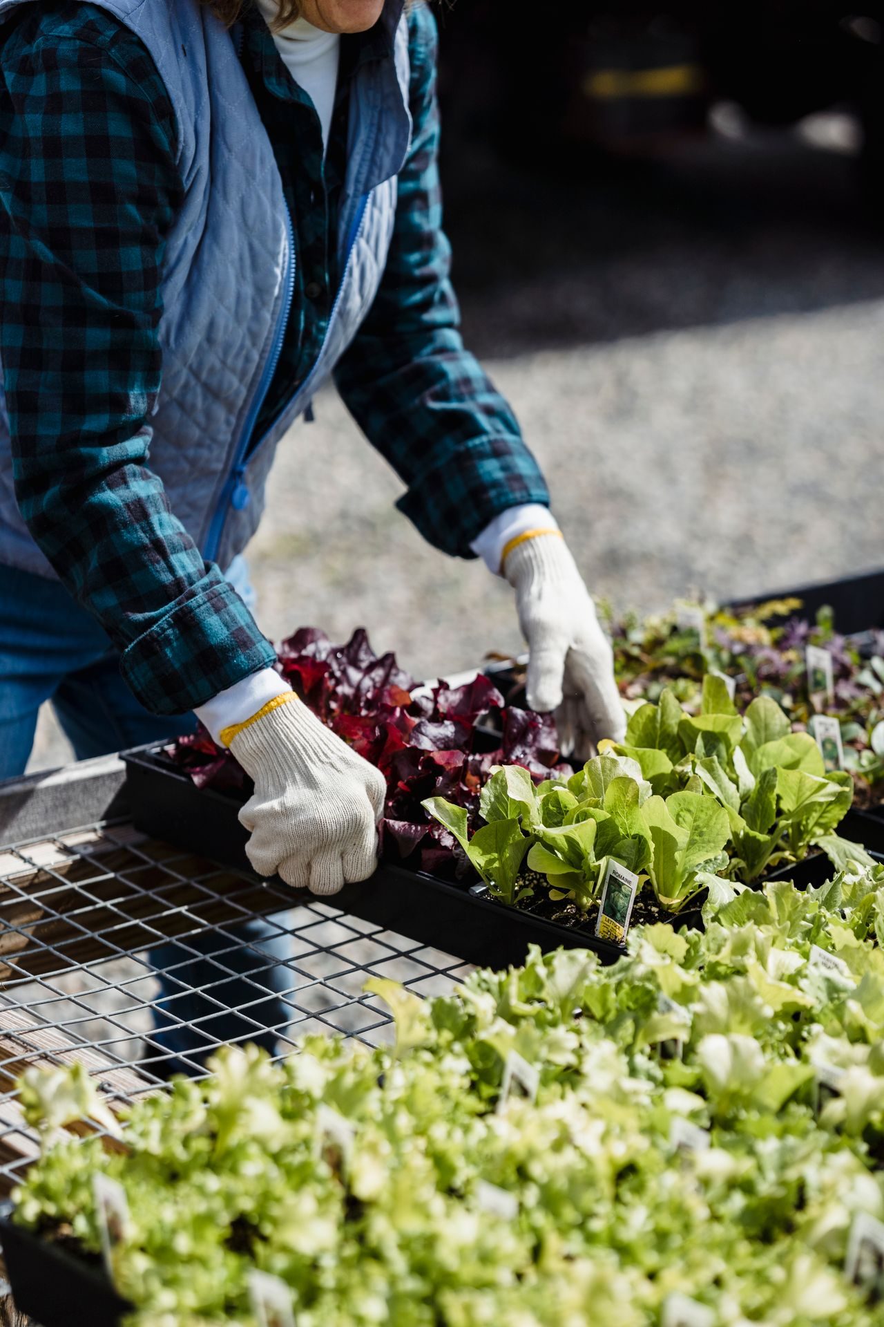 Jonge planten verzorgen op een werkplek in de tuin